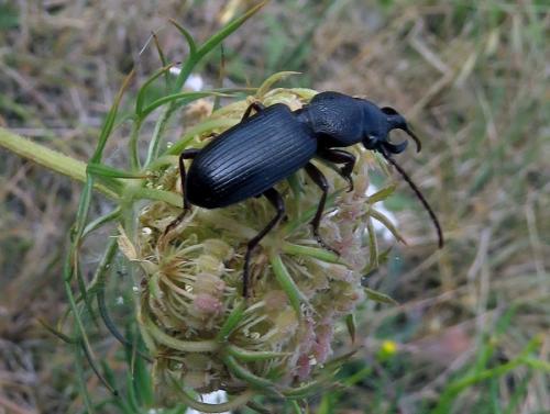Réf. 211 880 : Ditomus calydonius